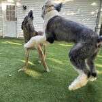 dogs playing on turf